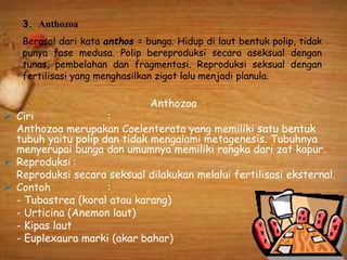 3. Anthozoa
Berasal dari kata anthos = bunga. Hidup di laut bentuk polip, tidak
punya fase medusa. Polip bereproduksi secara aseksual dengan
tunas, pembelahan dan fragmentasi. Reproduksi seksual dengan
fertilisasi yang menghasilkan zigot lalu menjadi planula.
Anthozoa
 Ciri :
Anthozoa merupakan Coelenterata yang memiliki satu bentuk
tubuh yaitu polip dan tidak mengalami metagenesis. Tubuhnya
menyerupai bunga dan umumnya memiliki rangka dari zat kapur.
 Reproduksi :
Reproduksi secara seksual dilakukan melalui fertilisasi eksternal.
 Contoh :
- Tubastrea (koral atau karang)
- Urticina (Anemon laut)
- Kipas laut
- Euplexaura marki (akar bahar)
 