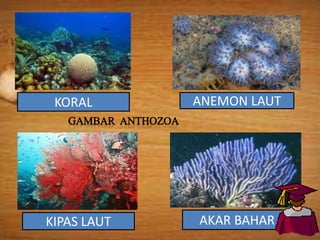 KORAL ANEMON LAUT
KIPAS LAUT AKAR BAHAR
 