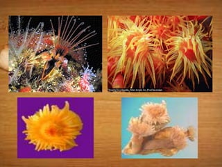 Biology Presentation