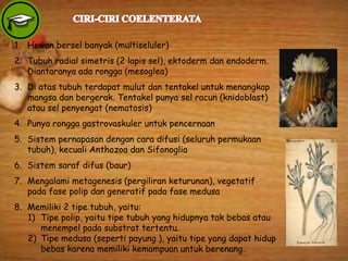 1. Hewan bersel banyak (multiseluler)
2. Tubuh radial simetris (2 lapis sel), ektoderm dan endoderm.
Diantaranya ada rongga (mesoglea)
3. Di atas tubuh terdapat mulut dan tentakel untuk menangkap
mangsa dan bergerak. Tentakel punya sel racun (knidoblast)
atau sel penyengat (nematosis)
4. Punya rongga gastrovaskuler untuk pencernaan
5. Sistem pernapasan dengan cara difusi (seluruh permukaan
tubuh), kecuali Anthozoa dan Sifonoglia
6. Sistem saraf difus (baur)
7. Mengalami metagenesis (pergiliran keturunan), vegetatif
pada fase polip dan generatif pada fase medusa
8. Memiliki 2 tipe tubuh, yaitu:
1) Tipe polip, yaitu tipe tubuh yang hidupnya tak bebas atau
menempel pada substrat tertentu.
2) Tipe medusa (seperti payung ), yaitu tipe yang dapat hidup
bebas karena memiliki kemampuan untuk berenang.
 