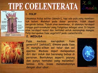 1. POLIP
Umumnya hidup soliter (sendiri), tapi ada pula yang memben-
tuk koloni. Melekat pada dasar perairan, tidak dapat
bergerak bebas. Tubuh atas membesar, di alamnya terdapat
rongga gastrovaskuler yang fungsinya sebagai usus. Di bagian
atas terdapat mulut dan tentakel untuk menangkap mangsa.
Polip merupakan fase vegetatif pada coelenterata
2. MEDUSA
Fase medusa merupakan fase
generatif (seksual), dimana pada fase
ini mengha-silkan sel telur dan sel
sperma. Medusa dapat melepaskan
diri dari induk dan berenang bebas di
perairan. Bentuknya seperti payung
dan punya tentakel yang melambai-
lambai. Kita biasa menamakannya
dengan ubur-ubur.
 