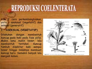 Ada 2 cara perkembangbiakan,
yaitu : aseksual (vegetatif) dan
seksual (generatif)
1. ASEKSUAL (VEGETATIF)
Dilakukan dengan membentuk
kuncup pada kaki pada fase polip.
Makin lama makin besar, lalu
membentuk tentakel. Kuncup
tumbuh disekitar kaki sampai
besar hingga induknya membuat
kuncup baru. Semakin banyak lalu
menjadi koloni.
 