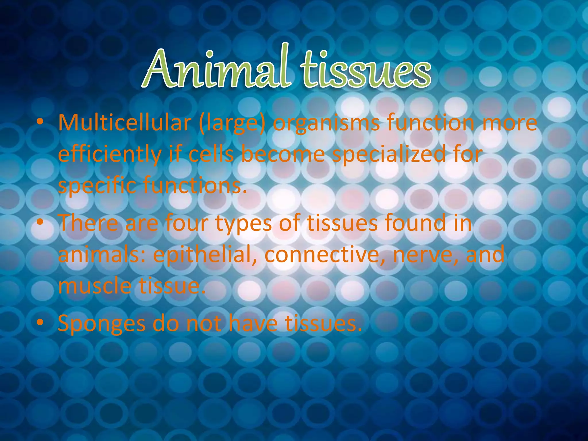 • Multicellular (large) organisms function more
efficiently if cells become specialized for
specific functions.
• There are four types of tissues found in
animals: epithelial, connective, nerve, and
muscle tissue.
• Sponges do not have tissues.