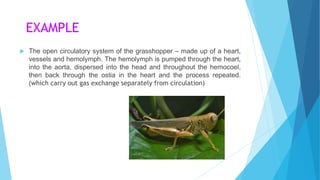 EXAMPLE
 The open circulatory system of the grasshopper – made up of a heart,
vessels and hemolymph. The hemolymph is pumped through the heart,
into the aorta, dispersed into the head and throughout the hemocoel,
then back through the ostia in the heart and the process repeated.
(which carry out gas exchange separately from circulation)
 