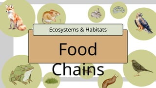 Understanding Food Chains, Trophic Levels, and Food Webs in Ecosystems ...