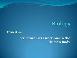 Biology Concept 27.1 StructureFitsFunctions in theHumanBody 