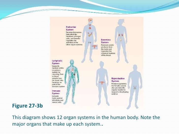 Biology presentations (concept 27.1)