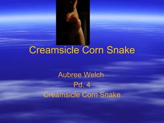 Creamsicle Corn Snake Aubree Welch  Pd. 4 Creamsicle Corn Snake 