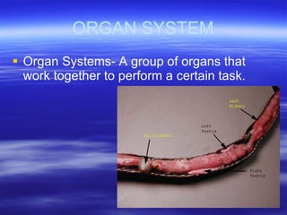 Biology Project | PPT