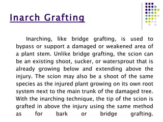 Plant Grafting | PPT