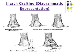 Plant Grafting | PPT