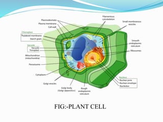 FIG:-PLANT CELL
 
