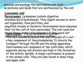 process and package the macromolecules such
as proteins and lipids that are synthesized by the cell.
Lysosomes and
Peroxisomes: Lysosomes contain digestive
enzymes (acid hydrolases). They digest excess or worn-
out organelles, food particles, and
engulfed viruses or bacteria. Peroxisomes have enzymes
that rid the cell of toxic peroxides. The cell could not
house these destructive enzymes if they were not
contained in a membrane-bound system.
Centrosome – the cytoskeleton organiser:
The centrosome produces the microtubules of a cell –
a key component of thecytoskeleton. It directs the
transport through the ER and the Golgi apparatus.
Centrosomes are composed of two centrioles, which
separate during cell division and help in the formation
of the mitotic spindle. A single centrosome is present
in the animal cells. They are also found in some fungi
and algae cells.
 