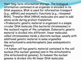 their long-term information storage. The biological
information contained in an organism is encoded in its
DNA sequence. RNA is used for information transport
(e.g., mRNA) and enzymatic functions (e.g., ribosomal
RNA). Transfer RNA (tRNA) molecules are used to add
amino acids during protein translation.
Prokaryotic genetic material is organized in a simple
circular DNA molecule (the bacterial chromosome) in
the nucleoid region of the cytoplasm. Eukaryotic genetic
material is divided into different, linear molecules
called chromosomes inside a discrete nucleus, usually with
additional genetic material in some organelles
like mitochondria andchloroplasts (see endosymbiotic
theory).
A human cell has genetic material contained in the cell
nucleus (the nuclear genome) and in the mitochondria
(the mitochondrial genome). In humans the nuclear
genome is divided into 46 linear DNA molecules
 