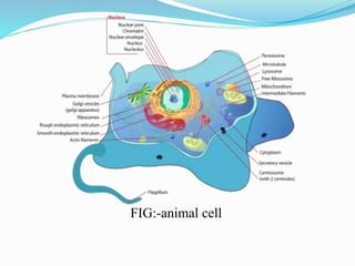 FIG:-animal cell
 