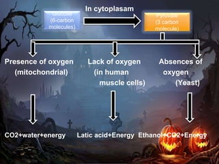 Glucose
(6-carbon
molecules)
In cytoplasam
Presence of oxygen Lack of oxygen Absences of
(mitochondrial) (in human oxygen
muscle cells) (Yeast)
CO2+water+energy Latic acid+Energy Ethanol+CO2+Energy
Pyruvate
(3 carbon
molecule)
 