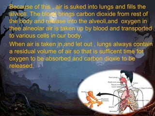 � Because of this , air is suked into lungs and fills the
alveoli. The blood brings carbon dioxide from rest of
the body and release into the alveoli,and oxygen in
thee alneolar air is taken up by blood and transported
to various cells in our body.
� When air is taken in and let out , lungs always contain
a residual volume of air so that is sufficent time for
oxygen to be absorbed and carbon dioxie to be
released.
 