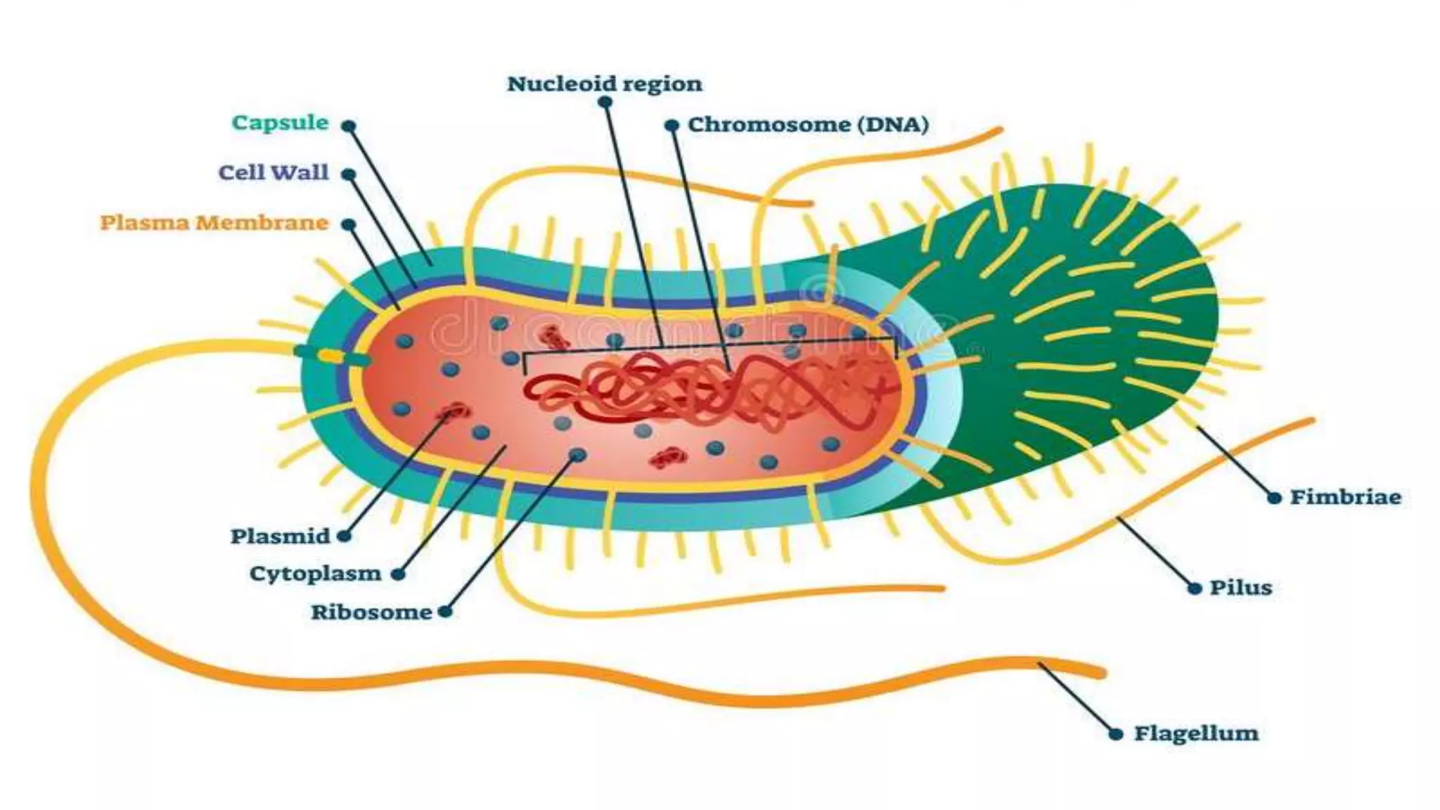 Biology project on Kingdom Monera | PPTX