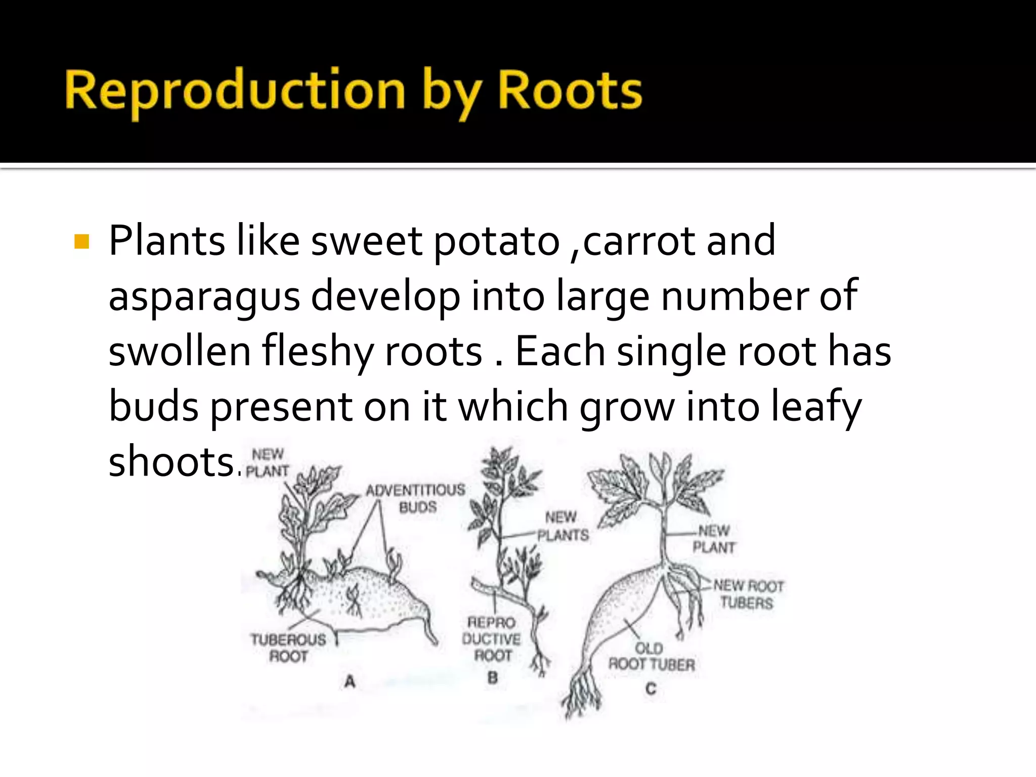 Vegetative Propagation artificial and natural | PPTX