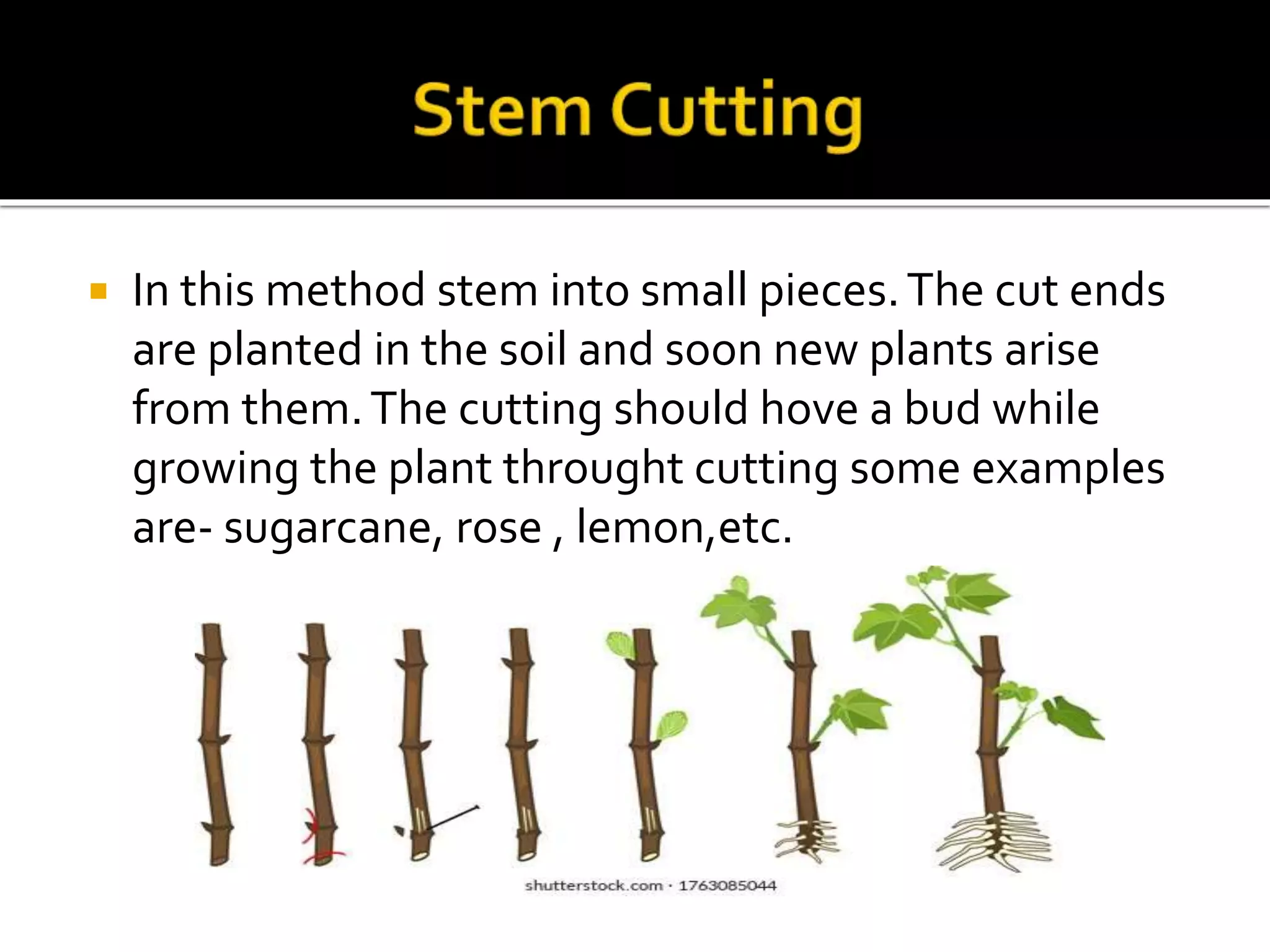 Vegetative Propagation artificial and natural PPT