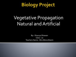 Vegetative Propagation
Natural and Artificial
By:- Shaurya Dhawan
Class:- 10
Teachers Name:- Mrs AlbinaWasim
 