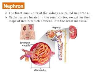  The functional units of the kidney are called nephrons.
 Nephrons are located in the renal cortex, except for their
loops of Henle, which descend into the renal medulla.
Nephron
 
