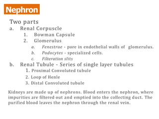 Two parts
a. Renal Corpuscle
1. Bowman Capsule
2. Glomerulus
a. Fenestrae - pore in endothelial walls of glomerulus.
b. Podocytes - specialized cells.
c. Filteration slits
b. Renal Tubule - Series of single layer tubules
1. Proximal Convoluted tubule
2. Loop of Henle
3. Distal Convoluted tubule
Kidneys are made up of nephrons. Blood enters the nephron, where
impurities are filtered out and emptied into the collecting duct. The
purified blood leaves the nephron through the renal vein.
Nephron
 