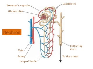 Artery
Vein
Loop of Henle
Bowman’s capsule
Glomerulus
Capillaries
Collecting
duct
To the ureter
Nephron
 