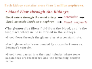 Each kidney contains more than 1 million nephrons.
 Blood Flow through the Kidneys
Blood enters through the renal artery
Each arteriole leads to a nephron
Arterioles
Renal corpuscle
The glomerulus filters fluid from the blood, and is the
first place where urine is formed in the kidneys.
Blood flows through the glomerulus at a constant rate.
Each glomerulus is surrounded by a capsule known as
Bowman’s capsule.
Blood then passes into the renal tubules where some
substances are reabsorbed and the remaining become
urine.
 