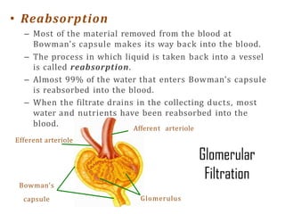 • Reabsorption
– Most of the material removed from the blood at
Bowman's capsule makes its way back into the blood.
– The process in which liquid is taken back into a vessel
is called reabsorption.
– Almost 99% of the water that enters Bowman’s capsule
is reabsorbed into the blood.
– When the filtrate drains in the collecting ducts, most
water and nutrients have been reabsorbed into the
Glomerulus
Afferent arteriole
blood.
Efferent arteriole
Bowman’s
capsule
 