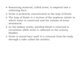  Remaining material, called urine, is emptied into a
collecting duct.
 Urine is primarily concentrated in the loop of Henle.
 The loop of Henle is a section of the nephron tubule in
which water is conserved and the volume of urine
minimized.
 As the kidney works, purified blood is returned to
circulation while urine is collected in the urinary
bladder.
 Urine is stored here until it is released from the body
through a tube called the urethra.
 