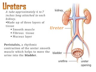 Peristalsis, a rhythmic
contraction of the ureter smooth
muscle which helps to move the
urine into the bladder.
A tube approximately 6 to 7
inches long attached to each
kidney.
Made up of three layers of
tissue
 Smooth muscle
 Fibrous tissue
 Mucous layer
Ureter
 