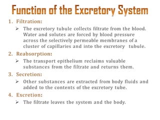 1. Filtration:
 The excretory tubule collects filtrate from the blood.
Water and solutes are forced by blood pressure
across the selectively permeable membranes of a
cluster of capillaries and into the excretory tubule.
2. Reabsorption:
 The transport epithelium reclaims valuable
substances from the filtrate and returns them.
3. Secretion:
 Other substances are extracted from body fluids and
added to the contents of the excretory tube.
4. Excretion:
 The filtrate leaves the system and the body.
 