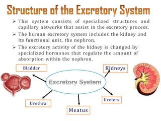  This system consists of specialized structures and
capillary networks that assist in the excretory process.
 The human excretory system includes the kidney and
its functional unit, the nephron.
 The excretory activity of the kidney is changed by
specialized hormones that regulate the amount of
absorption within the nephron.
Bladder Kidneys
Urethra
Ureters
Meatus
 