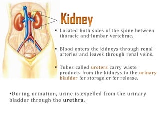  Located both sides of the spine between
thoracic and lumbar vertebrae.
 Blood enters the kidneys through renal
arteries and leaves through renal veins.
 Tubes called ureters carry waste
products from the kidneys to the urinary
bladder for storage or for release.
During urination, urine is expelled from the urinary
bladder through the urethra.
 