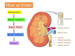 Flow of Urine
Glomerulus
Renal Tubules
Renal Pelvis
Renal Calices
Ureters
Ureter
Renal medulla
Renal capsule
Renal cortex
Renal vein
Renal artery
Nephron
 
