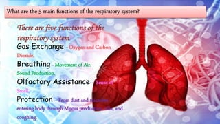 What are the 5 main functions of the respiratory system?
There are five functions of the
respiratory system.
Gas Exchange – Oxygen and Carbon
Dioxide.
Breathing – Movement of Air.
Sound Production.
Olfactory Assistance – Sense of
Smell.
Protection – From dust and microbes
entering body through Mucus production, cilia, and
coughing.
 