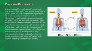 ProcessofRespiration
Organs specialized for breathing usually contain moist
structures with large surface areas to allow the diffusion of
gases. They are also adapted to protect the organism from
the invasion of pathogens along those surfaces.
The respiratory system begins in the nose, continues into
the pharynx and larynx, leads to the trachea which branch
to create bronchi, and finally down the bronchioles into the
lungs. This respiratory tree ends in puffy structures called
alveoli that are made of a single layer of squamous cells,
surrounded by a network of capillaries. Gas exchange occurs
within alveoli. Since external respiration in many
vertebrates involves lungs, it is also called pulmonary
ventilation. Changes to the volume and pressure in the
lungs are the primary driving forces for breathing.
 