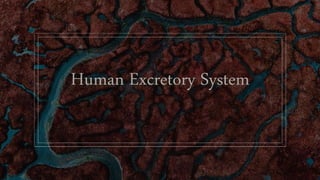 Human Excretory System
 