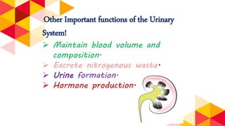 Other Important functions of the Urinary
System!
 Maintain blood volume and
composition.
 Excrete nitrogenous waste.
 Urine formation.
 Hormone production.
 