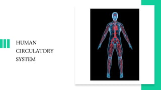 HUMAN
CIRCULATORY
SYSTEM
 