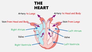 THE
HEART
Artery to Head and Body
Vein from Lungs
Left Atrium
Valve
Left Ventricle
Vein from Head and Body
Right Atrium
Valve
Right Ventricle
Artery to Lungs
 