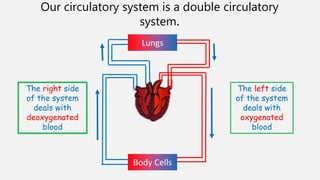 Our circulatory system is a double circulatory
system.
Lungs
Body Cells
The right side
of the system
deals with
deoxygenated
blood
The left side
of the system
deals with
oxygenated
blood
 
