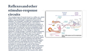 Reflexesandother
stimulus-response
circuits
The simplest type of neural circuit is a reflex arc, which
begins with a sensory input and ends with a motor
output, passing through a sequence of neurons in
between. For example, consider the "withdrawal reflex"
causing the hand to jerk back after a hot stove is
touched. The circuit begins with sensory receptors in
the skin that are activated by harmful levels of heat: a
special type of molecular structure embedded in the
membrane causes heat to change the electrical field
across the membrane. If the change in electrical
potential is large enough, it evokes an action potential,
which is transmitted along the axon of the receptor
cell, into the spinal cord. There the axon makes
excitatory synaptic contacts with other cells, some of
which project (send axonal output) to the same region
of the spinal cord, others projecting into the brain.
One target is a set of spinal interneurons that project
to motor neurons controlling the arm muscles. The
interneurons excite the motor neurons, and if the
excitation is strong enough, some of the motor
neurons generate action potentials, which travel down
their axons to the point where they make excitatory
synaptic contacts with muscle cells. The excitatory
signals induce contraction of the muscle cells, which
 
