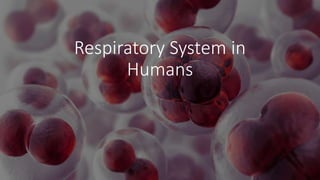 Respiratory System in
Humans
 