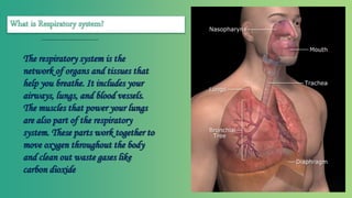 The respiratory system is the
network of organs and tissues that
help you breathe. It includes your
airways, lungs, and blood vessels.
The muscles that power your lungs
are also part of the respiratory
system. These parts work together to
move oxygen throughout the body
and clean out waste gases like
carbon dioxide
 