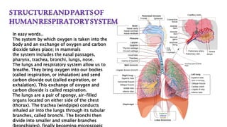 In easy words..
The system by which oxygen is taken into the
body and an exchange of oxygen and carbon
dioxide takes place; in mammals
the system includes the nasal passages,
pharynx, trachea, bronchi, lungs, nose.
The lungs and respiratory system allow us to
breathe. They bring oxygen into our bodies
(called inspiration, or inhalation) and send
carbon dioxide out (called expiration, or
exhalation). This exchange of oxygen and
carbon dioxide is called respiration.
The lungs are a pair of spongy, air-filled
organs located on either side of the chest
(thorax). The trachea (windpipe) conducts
inhaled air into the lungs through its tubular
branches, called bronchi. The bronchi then
divide into smaller and smaller branches
 