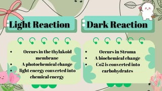 Class 10 -Biology dark reaction isce | simple and easy | PDF