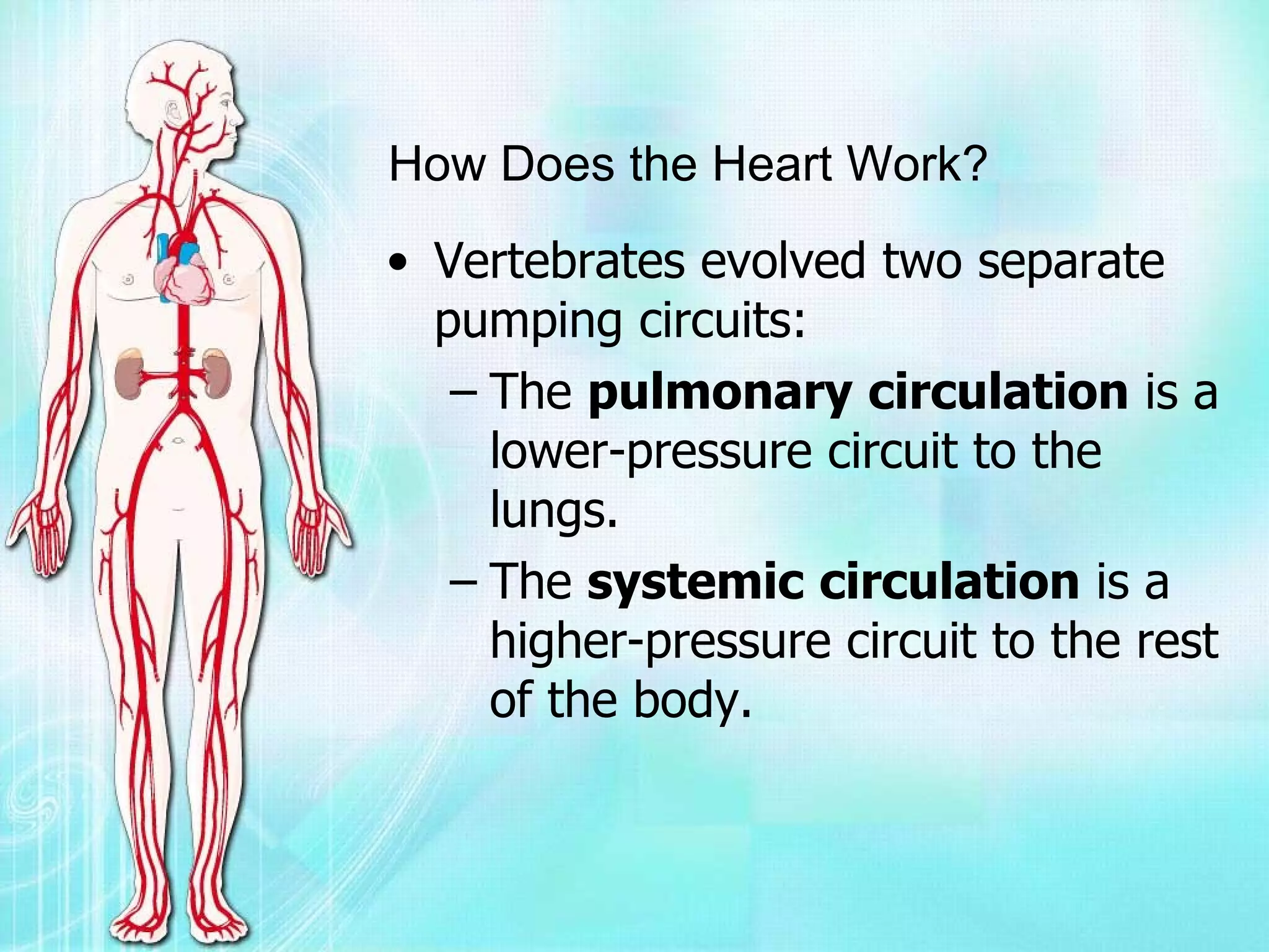 Biology Project [Circulatory System] Vijay Raja Std Vii Navdeep With ...