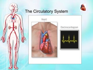The Circulatory System 
